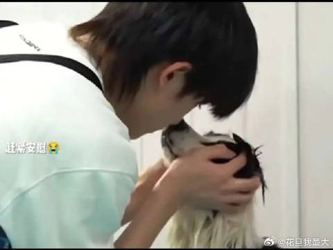 见面就会碰鼻尖是他们的约定