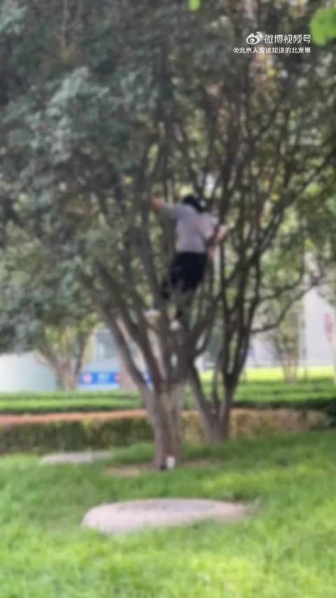 隔壁vx群看的,这要是摔了,公园就得赔钱了吧