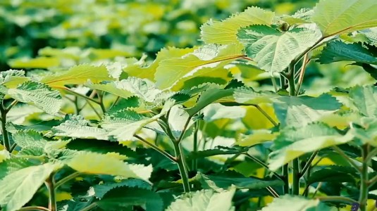 古代避暑神器系列｜“夏布”如何一枝独“绣”？麻布与蚕丝“合作”