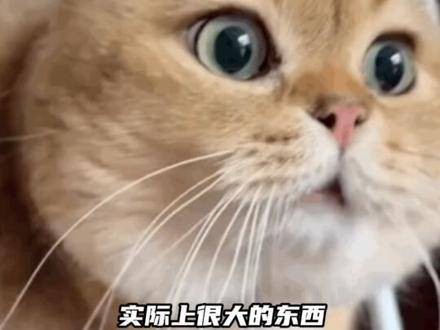 你以为个子小小的明星,实际上身高很高呢!