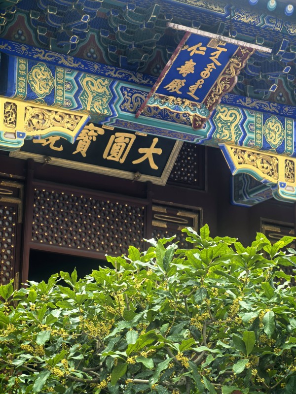 北京桂花文化节开幕，10个展区打造金秋赏桂盛会
