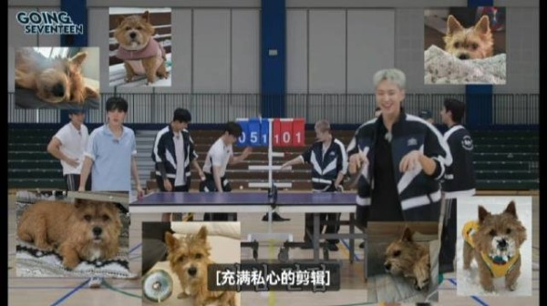 胜宽让hoshi捡球变拿铁,权hoshi变权拿铁