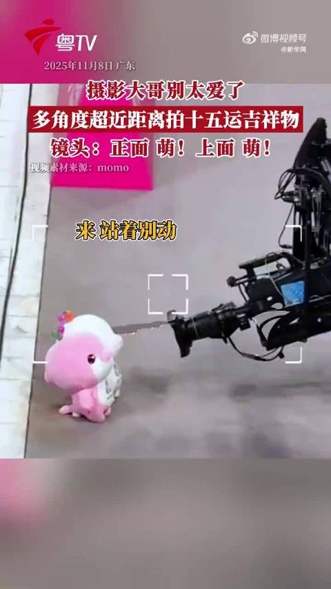 不敢动!大湾鸡面对镜头老实巴交