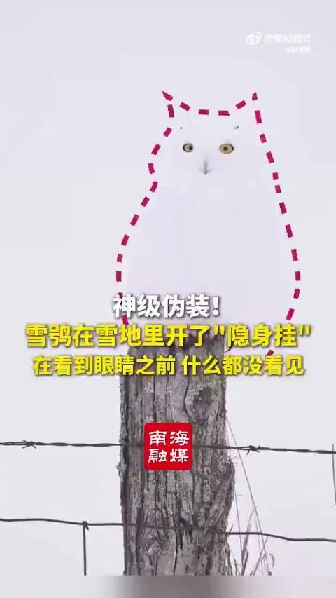 雪鸮在雪地里仿佛开了隐身技能