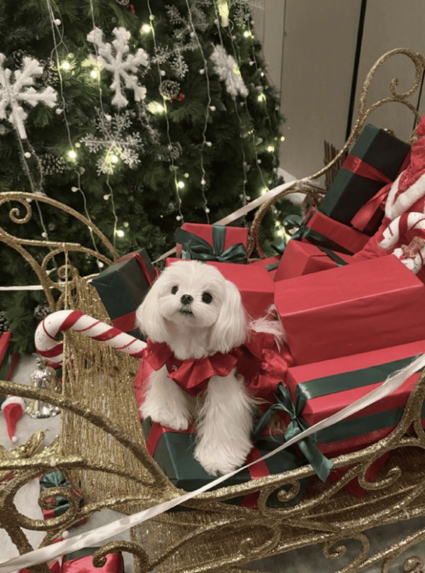 李一桐的小狗软萌可爱模样格外吸睛。