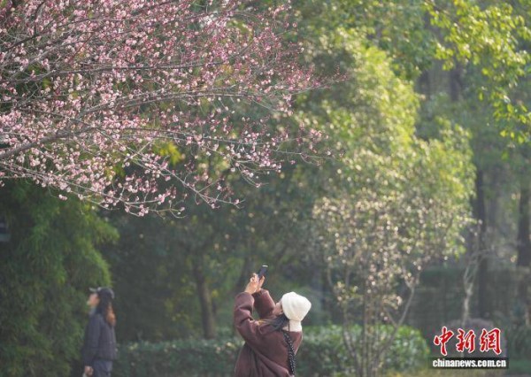 成都杜甫草堂梅花绽放引游人