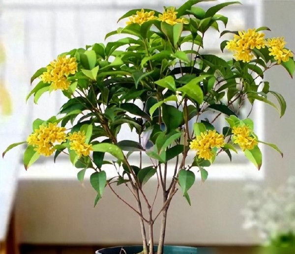 6种“镇宅花”,兔年养一盆,摆在客厅里,寓意着吉利,好运来