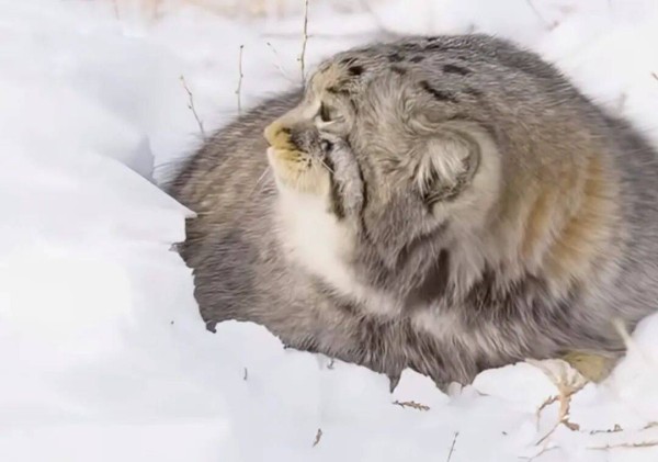 深夜话题：那个教媚术的女人竟然挣了八位数。