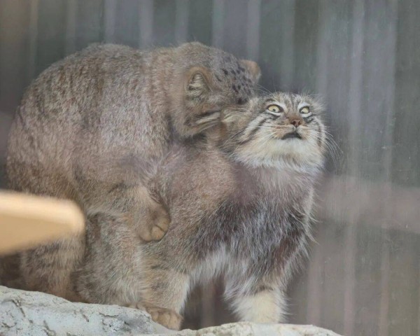 为什么男的不会被教育：工作别这么累，找个好女人嫁了得了？