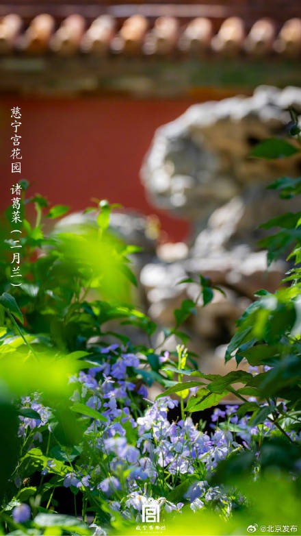 收藏了解！故宫里的小众花木也值得一看