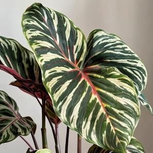 张雪峰猝然离世熬到生命最后一刻,最遗憾的是女儿那枚未送的蛋糕