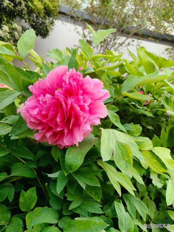 董宇辉的“文化传播使者”的人设,是怎样崩塌的?