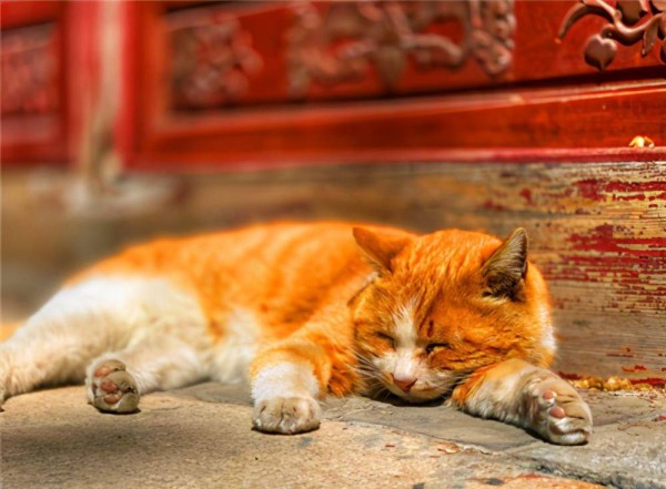 《西游记》中，为何没有这种妖怪成妖？地位太高，吴承恩也不敢写