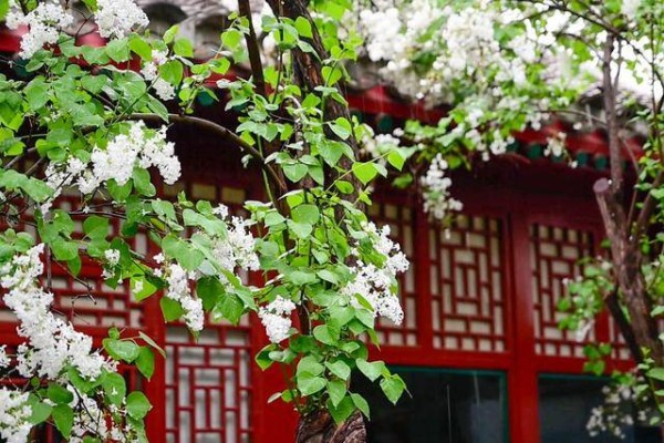 鲁迅种的丁香迎101岁生日，鲁博主题文创上新