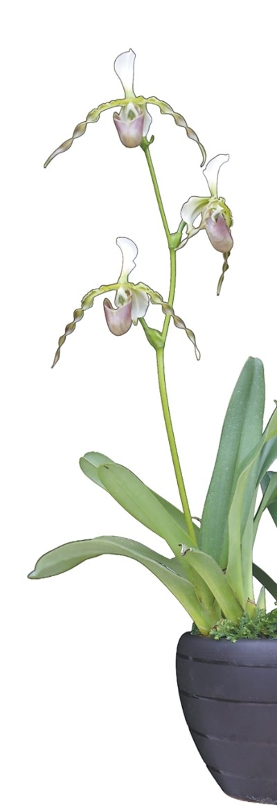 兰花的生存智慧知多少（把自然讲给你听）