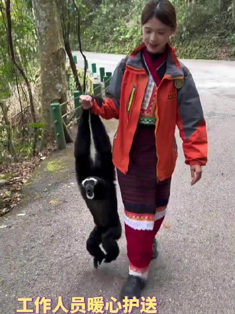 工作人员暖心护送，白眉长臂猿一路鸣叫回应，网友：感受到人与自然的和谐！
