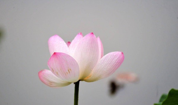 16岁的李商隐和女友赏花写下这首绝美之作，句句肉麻，情圣不简单