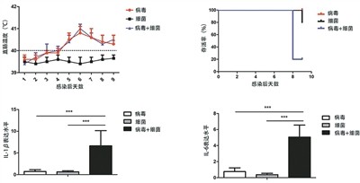 蓝耳病造成猪继发细菌感染，原因找到了（科技瞭望）