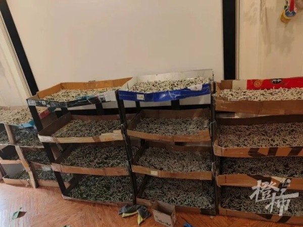 儿子想做床蚕丝被，一家三口网购1万粒蚕卵！如今1.2万条蚕宝宝每天要吃三四十斤桑叶