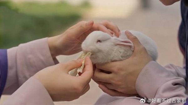 县主为了争宠,竟拿小白免撒气,蛇蝎心肠吓到心上人!