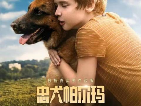 动物世界 动物解说 狗