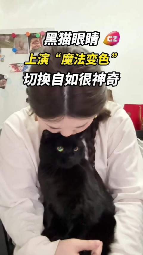 黑猫眼睛上演“魔法变色”!切换自如很神奇!