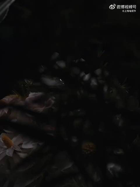白玉兰官方发布杨紫最佳女主角短片杨紫玉兰花本花