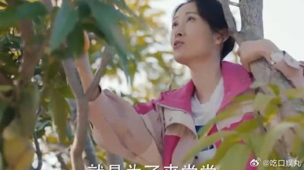 罗晴爬果树偷芒果，王大山：把钱绑树上，算买的！