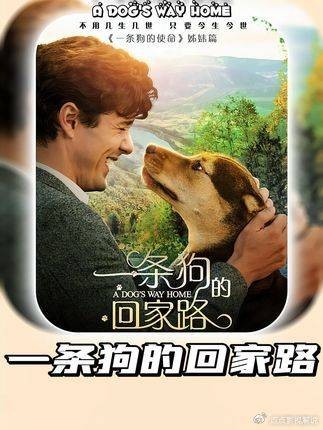 一条狗的回家路：穿越山海只为回到你身边，这份爱值得奔赴