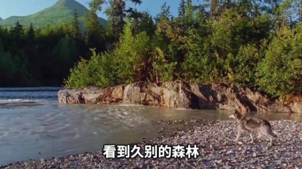 男子以耐心治愈受创白牙终获信任