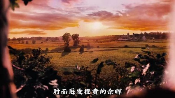 女孩守护梧桐树未获支持心碎