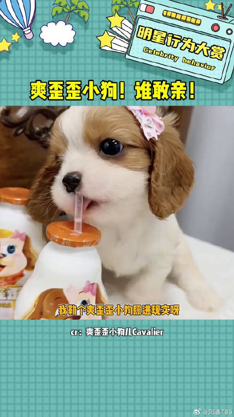 宝宝和你的表妈说再见吧!查理王小猎犬 爽歪歪 微博VC计划