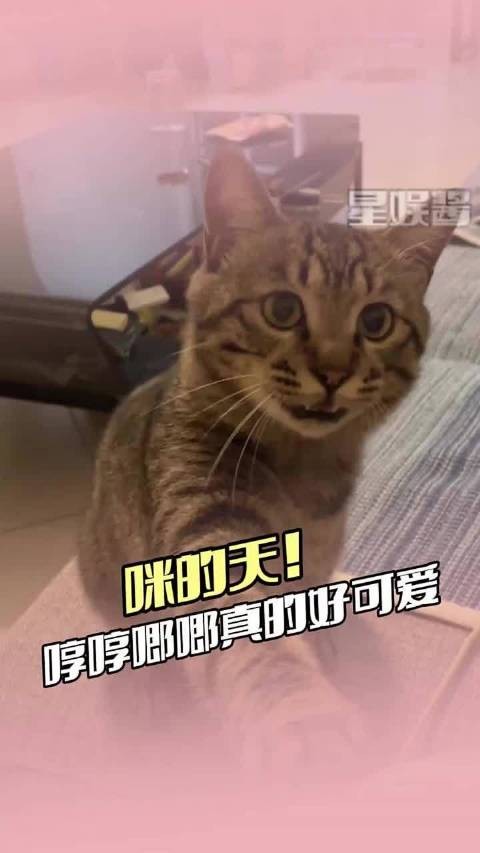 哼哼唧唧的也太可爱了叭!