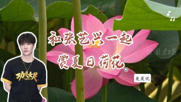 伴张艺兴爱莲说赏北京荷花