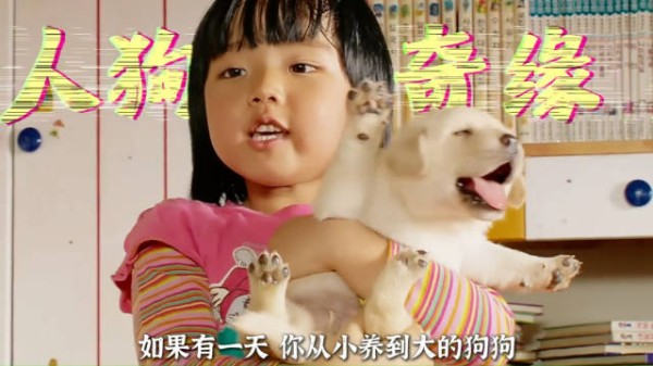 少年一时的兴起，换来忠犬至死不渝守候