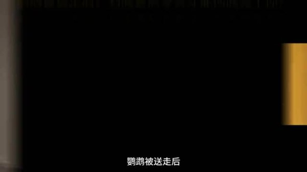 有一种爱叫,哪怕被遗弃几年,它依然能在万千人海中一眼锁定你 鹦鹉养护日常