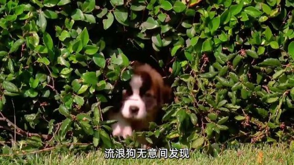 它闯祸差点拆家，守护家于危难