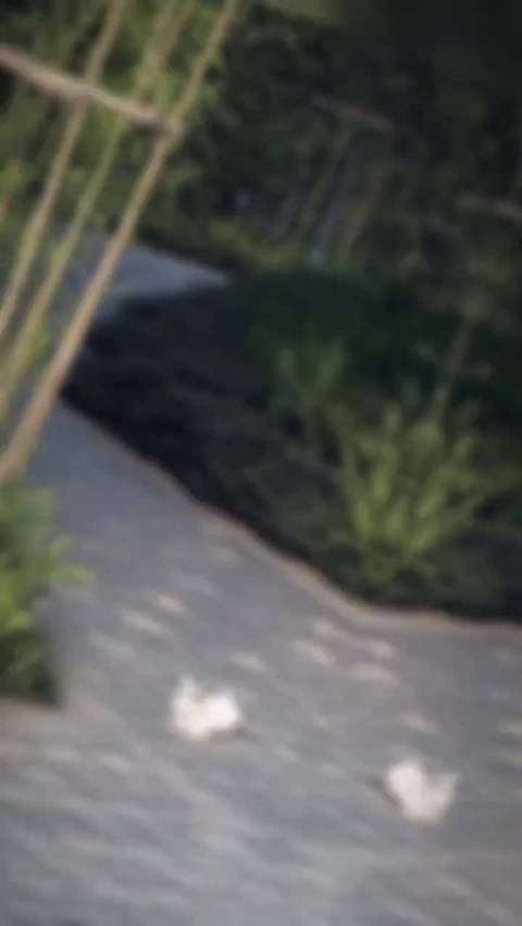 小舟留,林篇