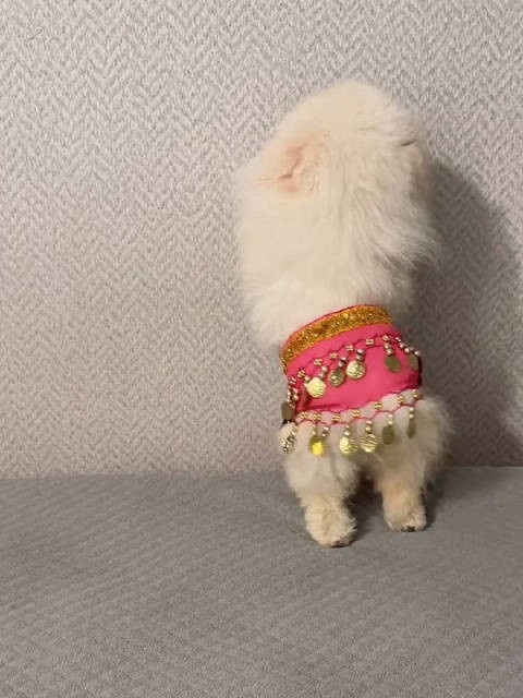哈哈哈~~狗中也有宝宝太可爱了!