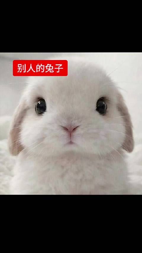 别人的兔子VS canlily的兔子