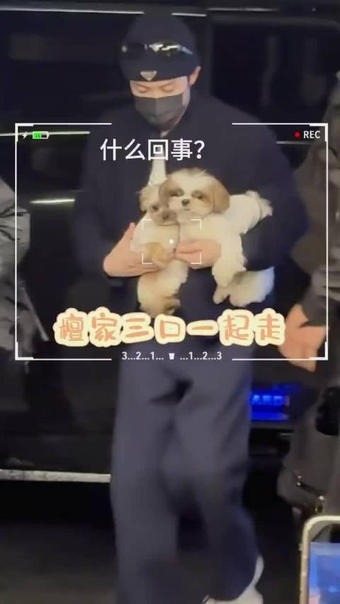 呆呆淡定沉稳,球球四条腿都要起飞了哈哈哈 这是看见太多姨姨被吓到了吗哈哈