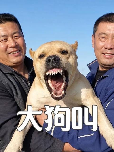 致富秘籍：乡亲们养起巨型犬，搞活“吠声”产业