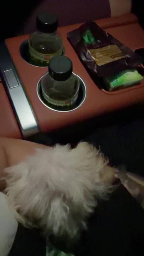 带着狗子去看海啦