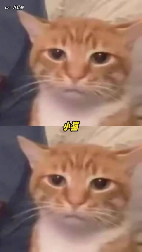 小猫:真是媚眼抛给瞎子看了