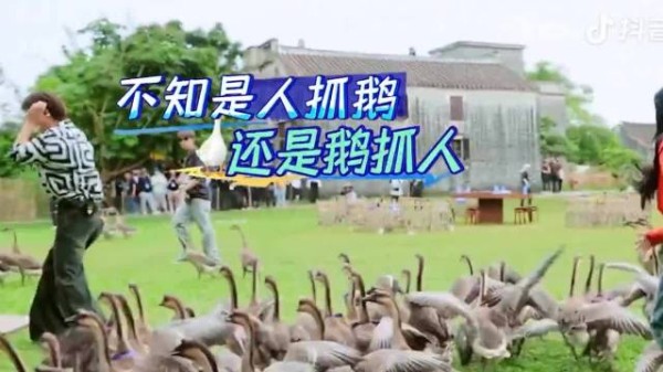 赵小棠综艺抓鹅