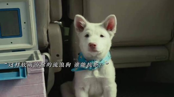 心犬相随电影揭示养狗人内心世界,诠释陪伴珍贵