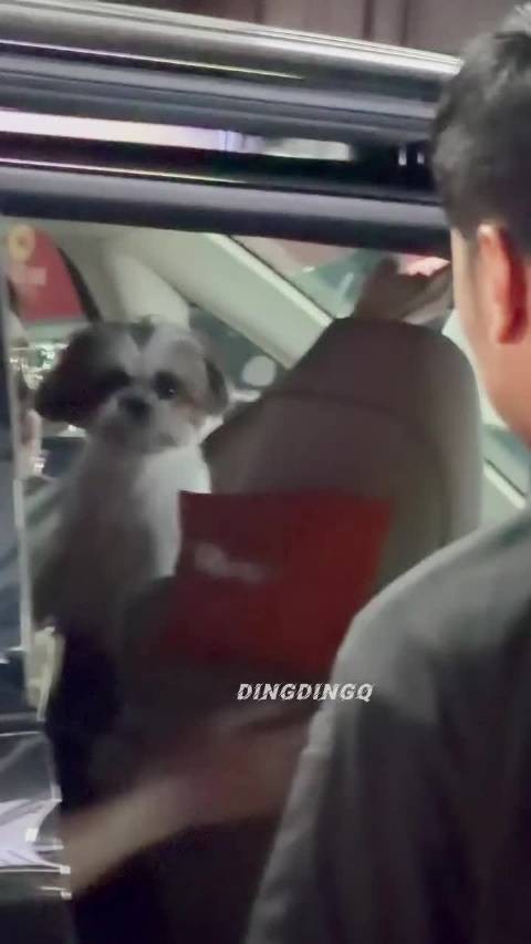 啊啊啊,又看到小呆呆了