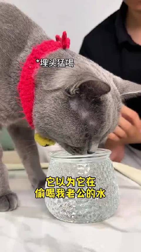 在猫眼里,主人杯子里的水就是琼浆玉酿