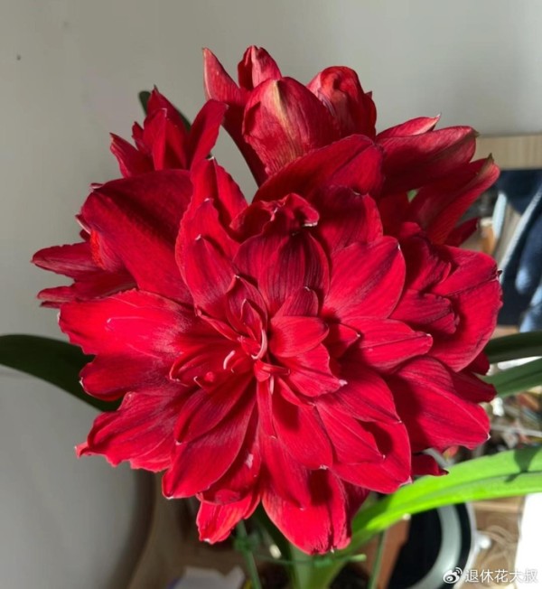 公认“开花又大又华丽”的9种花，养在家里超显富贵，喜欢别错过
