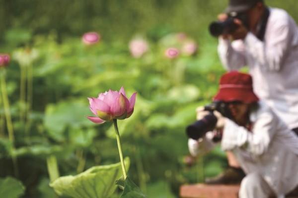　荷间快门声 作者:范家驹　拍摄于嘉兴植物园
